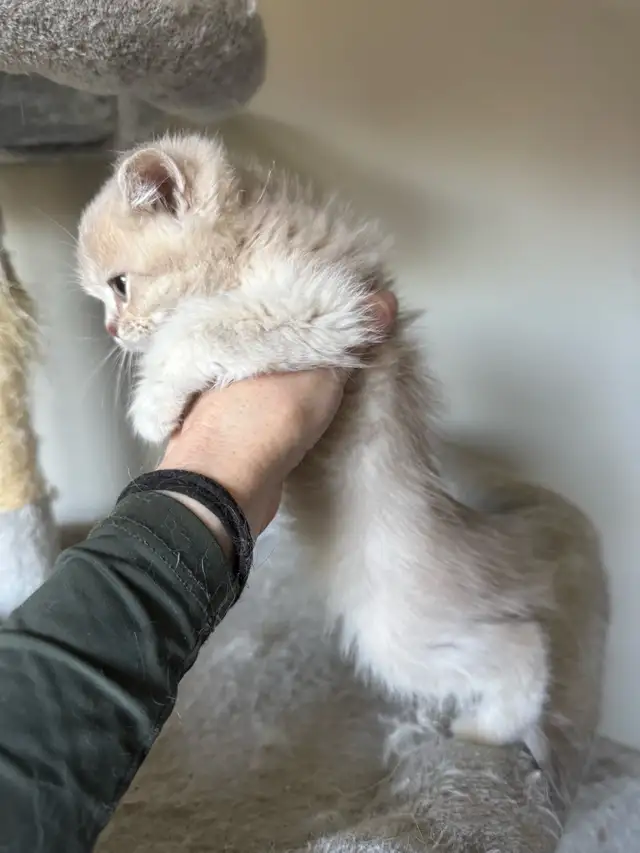British Kittens