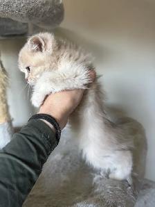 British Kittens