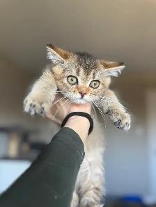 British Kittens - Photo 2