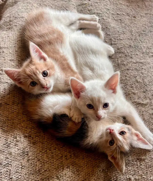 SWEETEST KITTENS!!