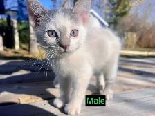 SWEETEST KITTENS!! - Photo 2