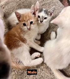 SWEETEST KITTENS!! - Photo 3