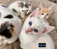 SWEETEST KITTENS!! - Photo 4