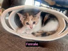 SWEETEST KITTENS!! - Photo 5