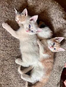 SWEETEST KITTENS!! - Photo 6