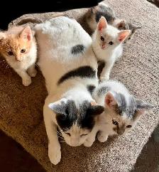 SWEETEST KITTENS!! - Photo 8