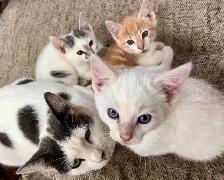 SWEETEST KITTENS!! - Photo 9