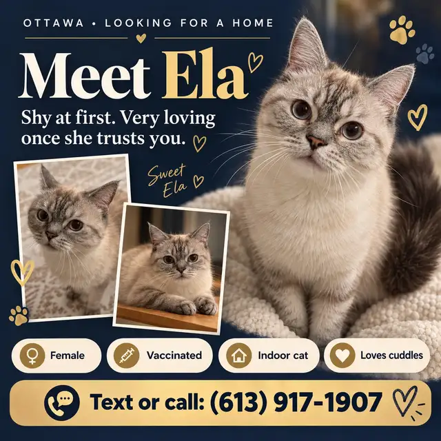 Sweet Adult Female Cat Ela – Looking for Loving HomeWe’re