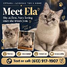 Sweet Adult Female Cat Ela – Looking for Loving HomeWe’re