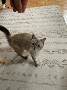 Sweet Adult Female Cat Ela – Looking for Loving HomeWe’re - Photo 2