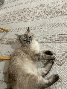 Sweet Adult Female Cat Ela – Looking for Loving HomeWe’re - Photo 3
