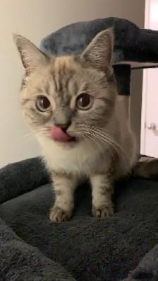Sweet Adult Female Cat Ela – Looking for Loving HomeWe’re - Photo 4
