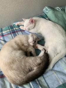 Sweet Adult Female Cat Ela – Looking for Loving HomeWe’re - Photo 6
