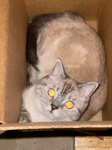 Sweet Adult Female Cat Ela – Looking for Loving HomeWe’re - Photo 7