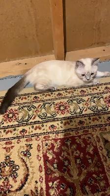 Sweet Adult Female Cat Ela – Looking for Loving HomeWe’re - Photo 8
