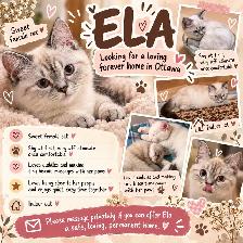Sweet Adult Female Cat Ela – Looking for Loving HomeWe’re - Photo 9