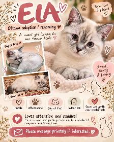 Sweet Adult Female Cat Ela – Looking for Loving HomeWe’re - Photo 10