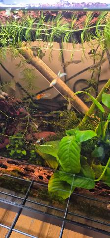 Guppies   Endlers, male   female mix