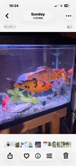 fish for rehoming