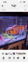 fish for rehoming
