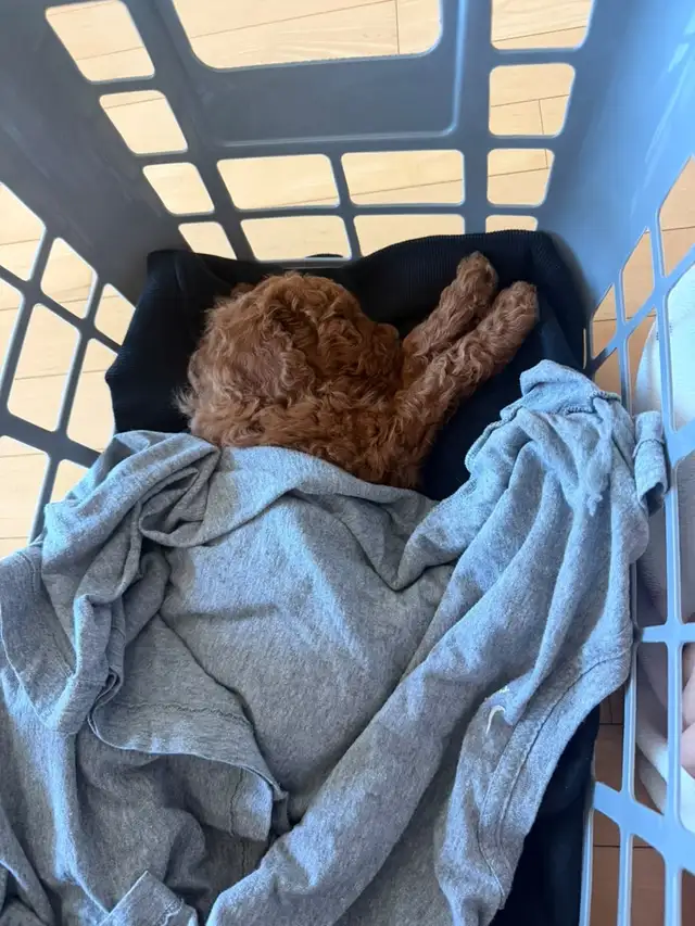Pure Toy Poodle Puppy