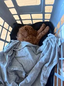 Pure Toy Poodle Puppy