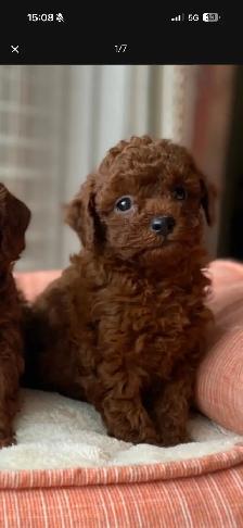Pure Toy Poodle Puppy - Photo 2