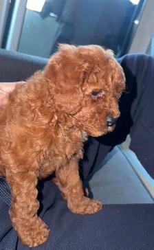 Pure Toy Poodle Puppy - Photo 3