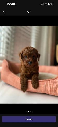 Pure Toy Poodle Puppy - Photo 4