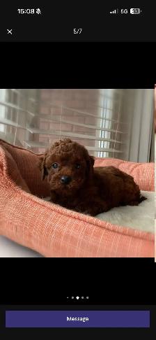 Pure Toy Poodle Puppy - Photo 5