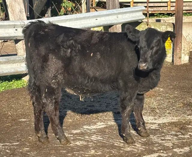 SimmAngus heifer FORSALE
