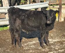 SimmAngus heifer FORSALE