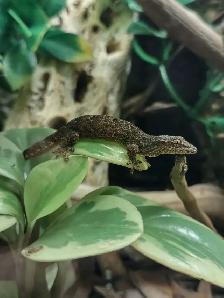 Mourning Gecko Adults for Sale!