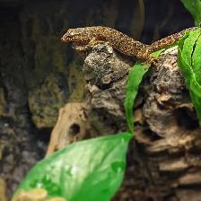 Mourning Gecko Adults for Sale! - Photo 2