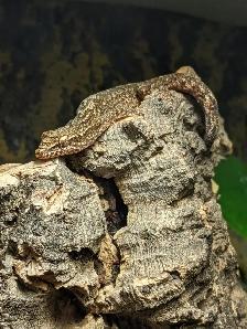 Mourning Gecko Adults for Sale! - Photo 3