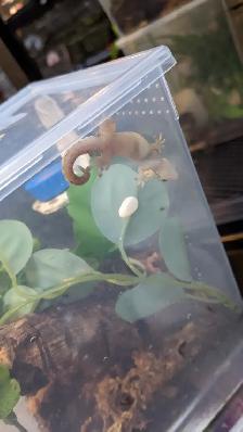 Mourning Gecko Adults for Sale! - Photo 5