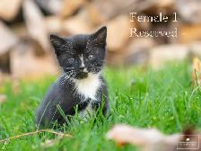 Kittens for Sale! 1 Reservation Available!