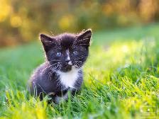 Kittens for Sale! 1 Reservation Available! - Photo 2