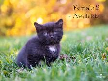 Kittens for Sale! 1 Reservation Available! - Photo 3