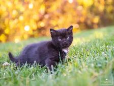 Kittens for Sale! 1 Reservation Available! - Photo 4