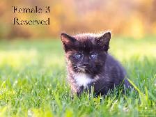 Kittens for Sale! 1 Reservation Available! - Photo 5