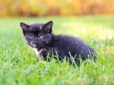 Kittens for Sale! 1 Reservation Available! - Photo 6