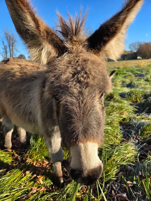 Mini Donkey