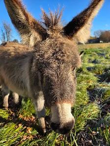 Mini Donkey