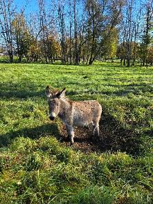Mini Donkey - Photo 2