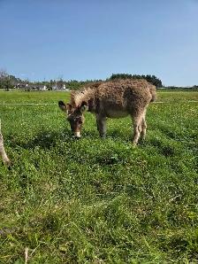 Mini Donkey - Photo 3