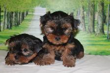 Yorkshire Terrier