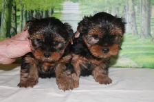 Yorkshire Terrier - Photo 2