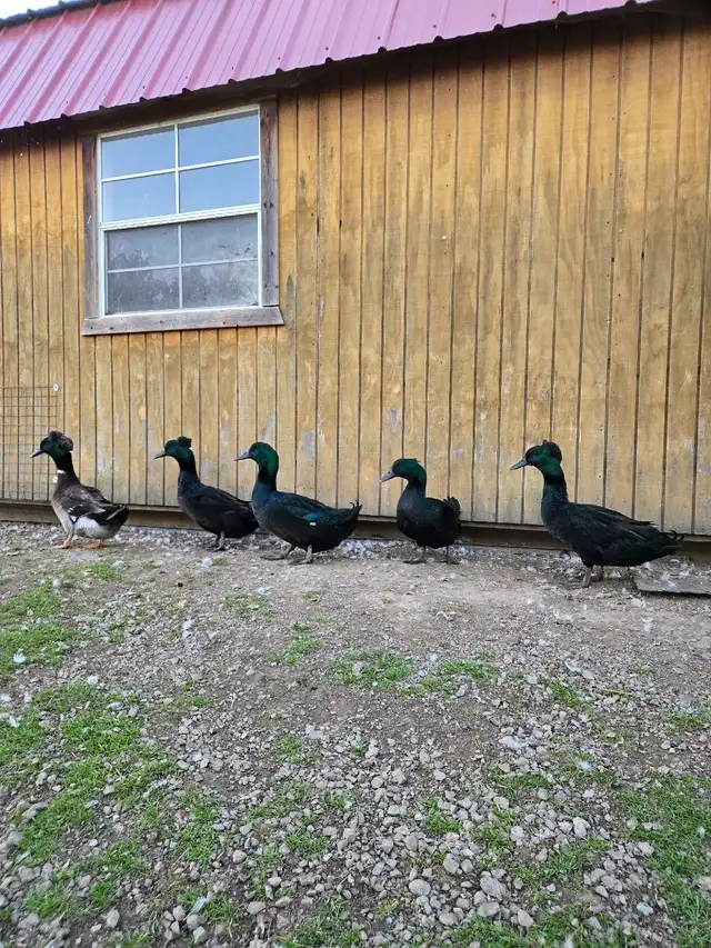 Poultry Available