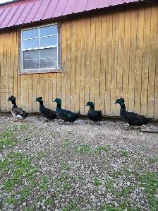 Poultry Available